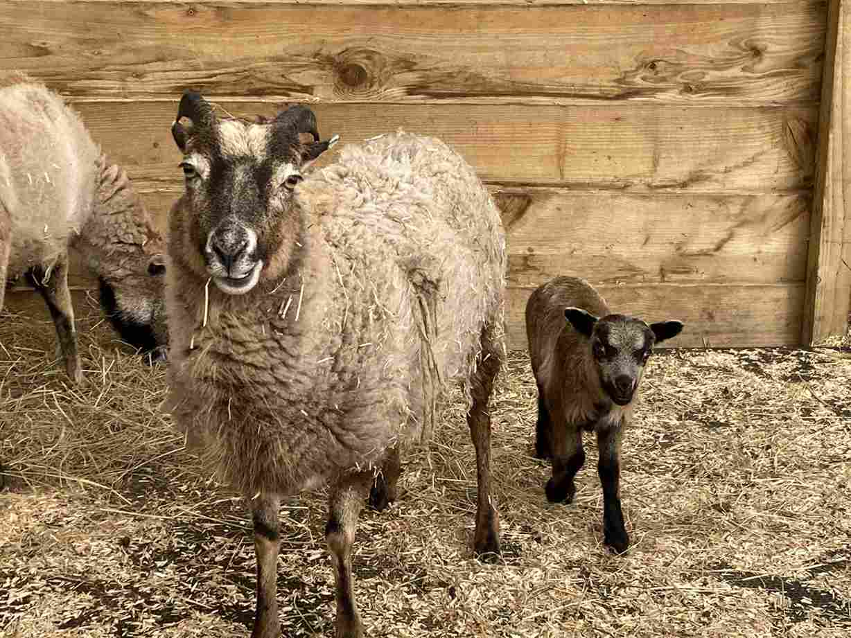 Lake-District-Wildlife-Park-lambs-image00003-scaled_11zon